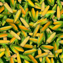 Fresh - Corn - Ombre